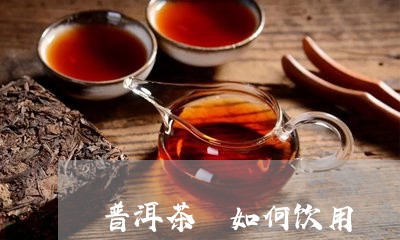 普洱茶 如何饮用/2023041396169